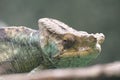 Closeup of the head of a Chameleon lizard blending in with the environment resting on a tree twig Royalty Free Stock Photo