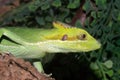 Closeup on a colorfull green Serrated casquehead iguana, Laemanctus longipes