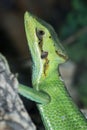 Closeup on the head of a colorfull green Serrated casquehead iguana, Laemanctus longipes