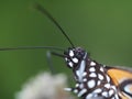 Closeup of head of common tiger butterfly