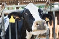 Closeup of head of cow