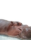 Closeup Head of Cute Hippopotamus on White Background, Clipping