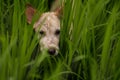 Closeup head of cute and wet balinese dog Kintamani breed playing carefree in rice field getting muddy