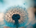 Closeup head of dandelion flower with soft focus against sunset on blue turquoise background. Sweet dream, freedom Royalty Free Stock Photo