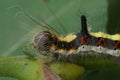 Closeup on the head of a dark dagger owlet moth, Acronicta tridens hanging on a twig