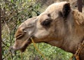 Closeup of head of dromedary or One-humped Camel (Camelus Dromedarius) : (pix Sanjiv Shukla)