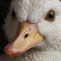 Closeup of the head of a duck featuring a vibrant yellow beak, AI-generated.