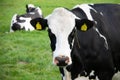 Closeup head of a Dutch pied cow