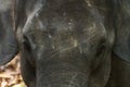 Closeup of the head of an elephant Royalty Free Stock Photo