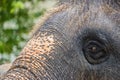 Closeup head of elephant Royalty Free Stock Photo