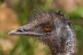 Closeup of head of Emu near Mount Dandenong, Australia Royalty Free Stock Photo