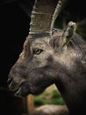 Closeup head face portrait of alpine ibex Capra steinbock wild mountain goat on Pfaender Bregenz Vorarlberg Austria Royalty Free Stock Photo