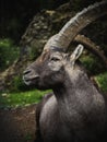 Closeup head face portrait of alpine ibex Capra steinbock wild mountain goat on Pfaender Bregenz Vorarlberg Austria Royalty Free Stock Photo