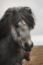Closeup head face portrait of typical wild Icelandic horse pony breed farm animal in Iceland Royalty Free Stock Photo
