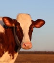Sunset shining on rust and white color cow face front view Royalty Free Stock Photo