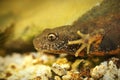 Closeup on the head of a female aquatic Danube crested newt, Triturus dobrogicus Royalty Free Stock Photo