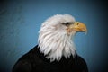 Closeup of head of Bald Eagle in Juneau Alaska Royalty Free Stock Photo