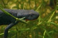 Closeup on the head of a female Chinese firebelied newt, Cynops orientalis, underwater Royalty Free Stock Photo