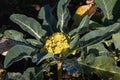 Closeup on the head of a fresh green cauliflower growing in organic soil garden Royalty Free Stock Photo