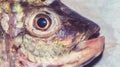 Closeup of the head of fresh tilapia fish on the cutting board Royalty Free Stock Photo