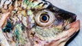 Closeup of the head of fresh tilapia fish on the cutting board. Royalty Free Stock Photo