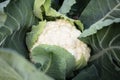 Closeup on the head of a fresh white cauliflower growing in organic soil garden Royalty Free Stock Photo