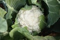 Closeup on the head of a fresh white cauliflower growing in organic soil garden Royalty Free Stock Photo