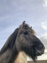 Closeup head of a funny Icelandic horse