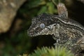 Closeup of the head of a gargoyle gecko or New Caledonian bumpy gecko, Rhacodactylus auriculatus