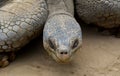 Head of Giant Tortoise Royalty Free Stock Photo
