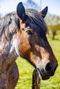 Closeup of the head of a grayish brown Dutch draft horse, known as Zeeland horse