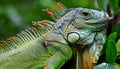 Closeup of head of a green Iguana with details seen in scales. Up close head shot of a Green