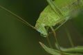 Closeup on the head of a green sickle-bearing bush-cricket , Phaneroptera falcata sitting on twig