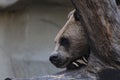 Closeup of the head of a grizzly bear hiding behind a tree