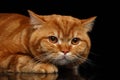 Closeup head of grumpy Red British Cat with paws isolated Royalty Free Stock Photo