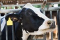 Closeup of head of cow