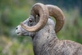 Closeup of head and horns of red-eyed bighorn sheep in Glacier National Park, Montana, USA. Majestic Ovis canadensis male. Royalty Free Stock Photo