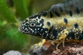 Closeup of an impressive male Danube crested newt, Triturus dobrogicus with it's highcrest in the breeding period Royalty Free Stock Photo