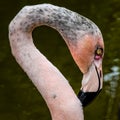 Portrait of a Juvenile Flamingo