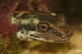 Closeup on the head of larvae of the endangered Sardinian brook salamander, Euproctus platycephalus