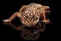 Closeup Head of Leopard Gecko Eublepharis macularius Isolated on Black