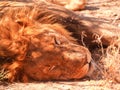 Closeup head of lion with small scar on nose sleeping