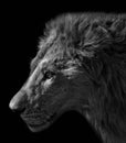 Close up Head of Male Lion Isolated on Black Background, Black and White Royalty Free Stock Photo