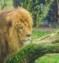 Closeup of the head of a male lion, king of the jungle from Africa, popular zoo animal Royalty Free Stock Photo