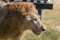 Close up Head of Male Lion Walking on The Field Royalty Free Stock Photo