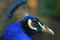 Closeup of the Head of a Male Peacock Royalty Free Stock Photo