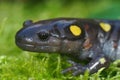 Closeup on the head of a male spotted salamander, Ambystoma maculatum Royalty Free Stock Photo