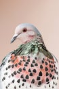 A closeup of the head and neck of an elegant dove