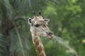 Closeup of head and neck of giraffe in forest Royalty Free Stock Photo