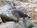 Heermann`s gull, a seagull with red beak